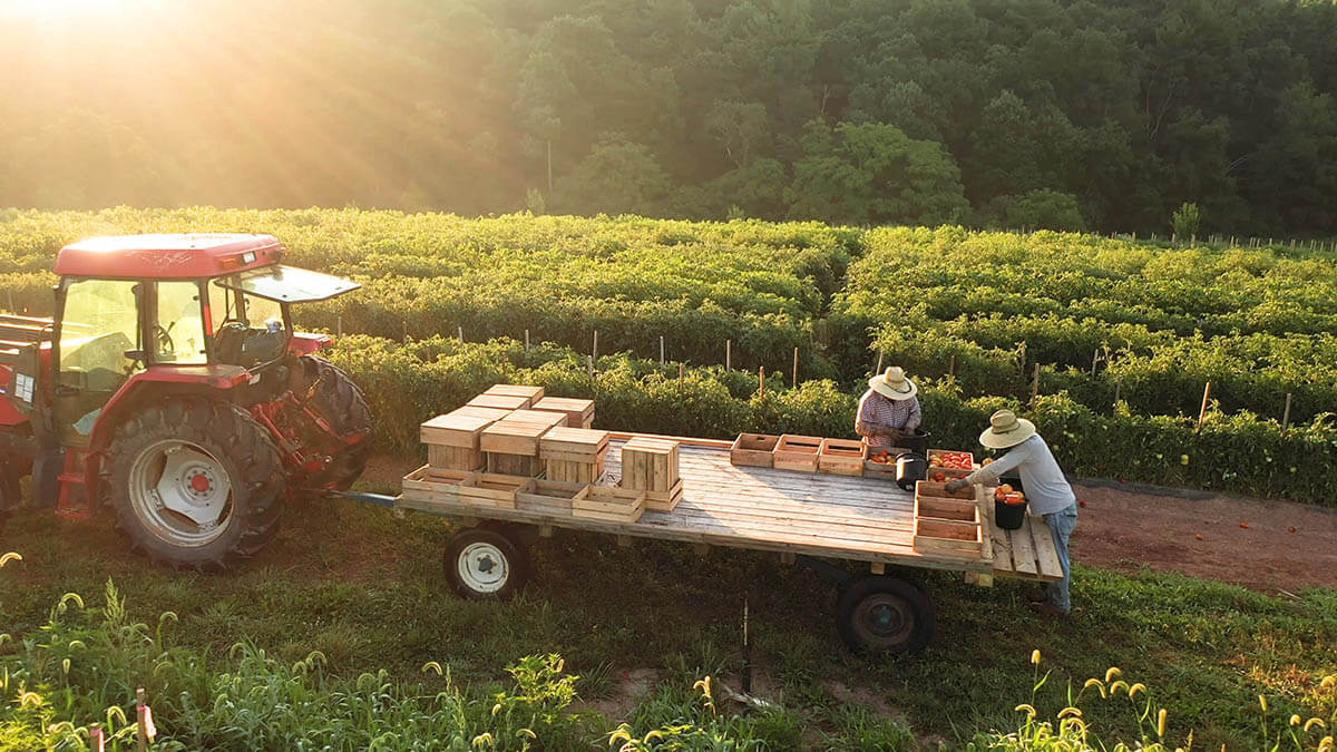 Workers Harvesting Crops